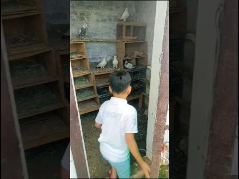 Aaj sabhi kabootaro ko bahar nikala 🕊️❤️👍#shorts #viral #shortsfeed #youtubeshorts #birds #youtube