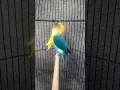 Download Lagu pancingan lovebird ngetik panjang lanjut ngekek sangat cocok buat masteran