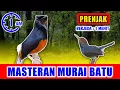 Download Lagu MASTERAN MURAI BATU - suara Prenjak Keras Gacor  jernih keras berjeda 1 menit FULL 1 JAM