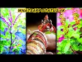 Lagu Tulsi vivah status,Dev uthani status tulsi puja whatsapp status 4k full screen whatsapp status