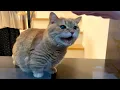 Download Lagu ガラス越しのパパに必死に話しかける猫が可愛い！