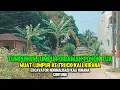 Download Lagu TUMPUKAN LUMPUR DIBAWAH POHON TUA‼️Muat Lumpur Ke Truck❗Normalisasi Kali KIRANA Cibitung