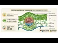 Internal Anatomy of a Dicot Leaf Leaf Cross Section Explained Plant Anatomy Botany