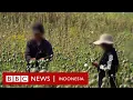 Download Lagu Myanmar jadi penghasil opium terbesar dunia, kalahkan Afghanistan - BBC News Indonesia