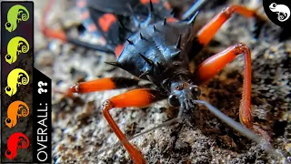 Download Horrid King Assassin Bug, The Best Pet Insect MP3