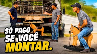 CHAMEI UM CAMINHÃO DE BOI PRA MEU CAVALO DE BRINQUEDO