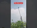 Download Lagu Tailor Bird \u0026 its Sound #terracegardening #garden #gardeningworld #birds #birdsounds #ornithology