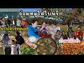 EP.991 ถ้ารู้ว่าอร่อยขนาดนี้ทำตั้งนานแล้ว อ่อมหมูใส่ใบพริก พี่ๆ กลับไทยพากันร้องไห้ตามกัน เก็บพลับ