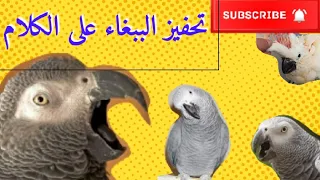 تحفيز الببغاء الجديد على الكلام   اجعله يسمع المقطع عدة مرات في اليوم  دندنها