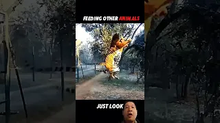                                            دندنها