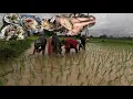Download Lagu ดำนากินแกงไก่ใส่หมากหุ่ง//ດຳນາກິນແກງໄກ່ໃສໝາກຫຸ່ງ