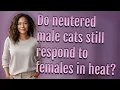 Do neutered male cats still respond to females in heat