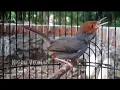 SUARA PIKAT Burung Prenjak Tamu Gacor D0orrr l Durasi Panjang...