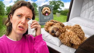 I Can t Believe THIS happened to Our DOG
