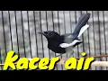 Suara pancingan Kacer air / Meninting besar gacor cocok di jadikan suara pikat