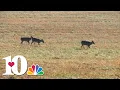 TWRA announces new hunting unit maps for deer and turkey