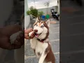 Download Lagu Charlee🐶🫵 || cool climate🌨️ #ytshorts #youtube #husky #cool #climate