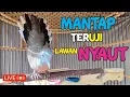 Download Lagu Perkutut Lokal Gacor KHUNG MERDU iramanya BIKIN CEPAT NYAUT