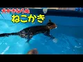 Download Lagu 【猛暑との闘い】風呂で泳ぐネコと一緒に巨大プール入ると見れる水属性猫のねこかきがこちらです