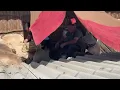 Inside IRAN: The Hidden Villages You Won't Believe Exist | 12,000 Years of Extreme Survival
