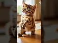 KITTEN Dance Party Like You've Never Seen Before! #cat #cute #catplay #catworld