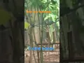 Download Lagu MENJEBAK BURUNG CIBLEK DENGAN KANDANG JEBAK. #burung #shortsvideos#burungciblek