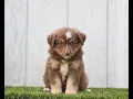 Mini Aussie