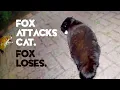 Download Lagu Fox attacks cat