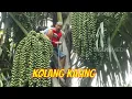Download Lagu MEMBUAT KOLANG-KALING BARENG ERICK ESTRADA | JEJAK SI GUNDUL (18/02/21) Part 1