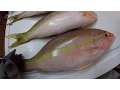 How to fillet a fish - Bass pro shops processing table