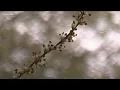 Pollen in Atlanta hits 5-year record