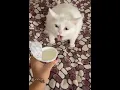 Download Lagu funny animals video 2021