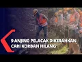 Download Lagu Pencarian Korban Gempa di Cijedil dengan 9 Anjing Pelacak Diperluas