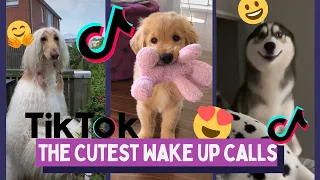 Download Hi Hi Good Morning Best TikTok Compilation of Pets - Cute Dogs \u0026 Cats In The Morning MP3