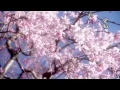 Download Lagu Seri Yoko- Shiki no uta [ 芹洋子 四季の歌 ] HD (Song of 4 Seasons)