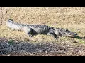 Kiawah Conversations - Discover the truth about alligators