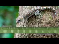 Lagu Tokay Gecko Sounds \u0026 Call. The sound of a gecko making loud 'to-kay' calls.