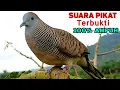 Download Lagu Suara Pikat Perkutut Lokal GACOR ISTIMEWA JUARA 1 Untuk Pancingan