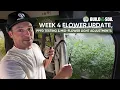 BuildASoil 2x4 Grow Tent Season 3 Week 4 Flower Update PPFD Testing Light Adjustments