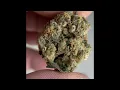 Don Mega Flower Review - Bred by Solfire Gardens cultivated by Information Entropy in Michigan