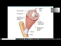 Anatomy Chapter 6 Part 1 The Muscular System