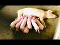 How to wean piglets