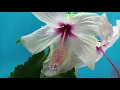 Relaxing Sleep Music:Deep Sleeping | Instant relief from Stress and Anxiety | Detox Negative Emotion