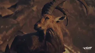 سنان العوج   اداء القيل سعد المنتصر دندنها