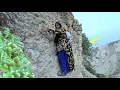 Download Lagu Khatoon's effort at the cost of her life, fruit trees in the heart of deadly rocks