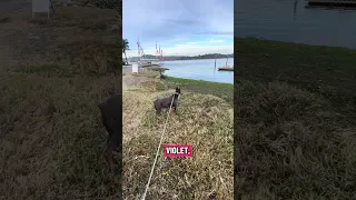 #fyp #dream #youtube #doberman #pets
