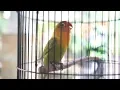 Download Lagu Pancingan lovebird ngekek panjang dan ngetik ampuh pancing paud agar lovebird fighter