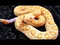 Download Lagu The Buzzards - The Snake
