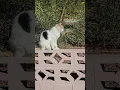 Download Lagu The Cali Girl  #cute #cat