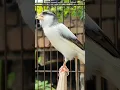Download Lagu best canary bird singing | bird sound #birds #animals #canary #funnyanimals